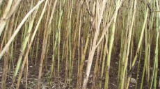 Nødmodne vinterrapsplanter efter angreb af gråskimmel