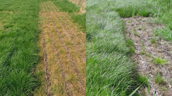 Tølløse, 1. maj 2025 og 5. juni 2025​