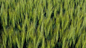 Få vores strategi i byg