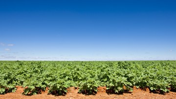 Udfordringer i dyrkning af kartofler
