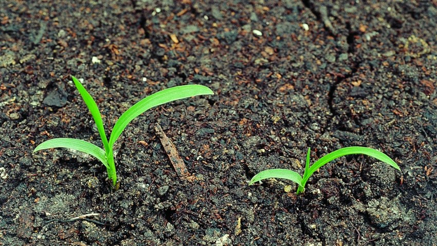 Hanespore - Se alt du bør vide i Skadegøreguiden fra BASF