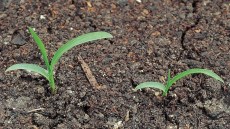 Hanesporer med 3 blade med sammenrullede blade