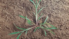 Hanesporer har tidligt en liggende vækst