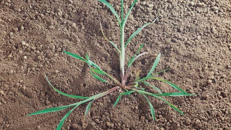 Hanesporer har tidligt en liggende vækst