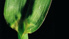 Blad af hanespore uden bladtænder og skedehinde.