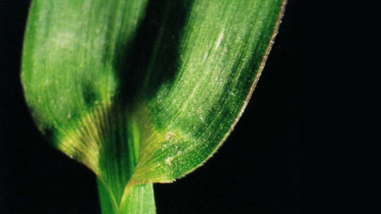 Blad af hanespore uden bladtænder og skedehinde.
